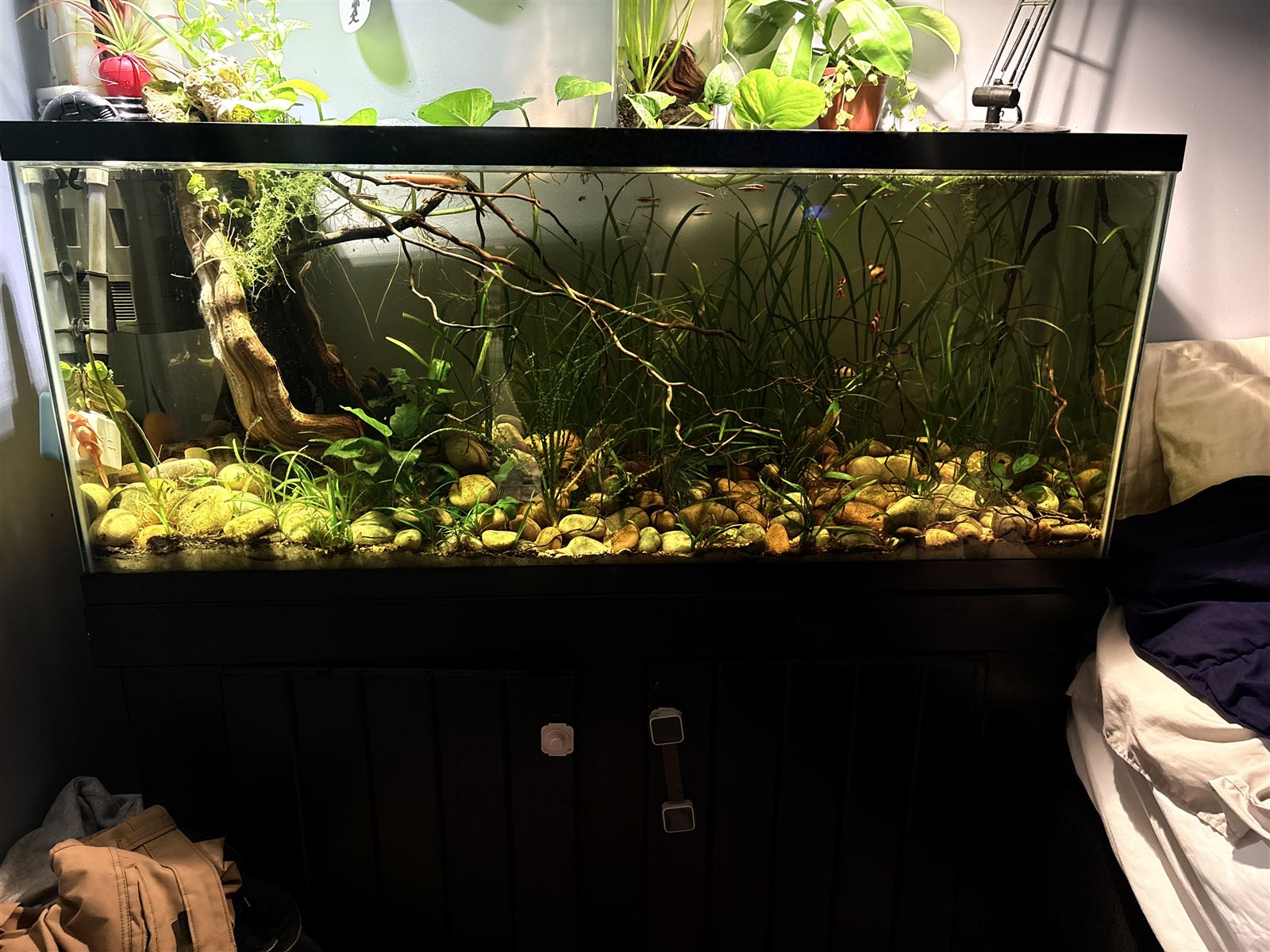 55-gallon Amazonian aquarium with driftwood and tall grasses