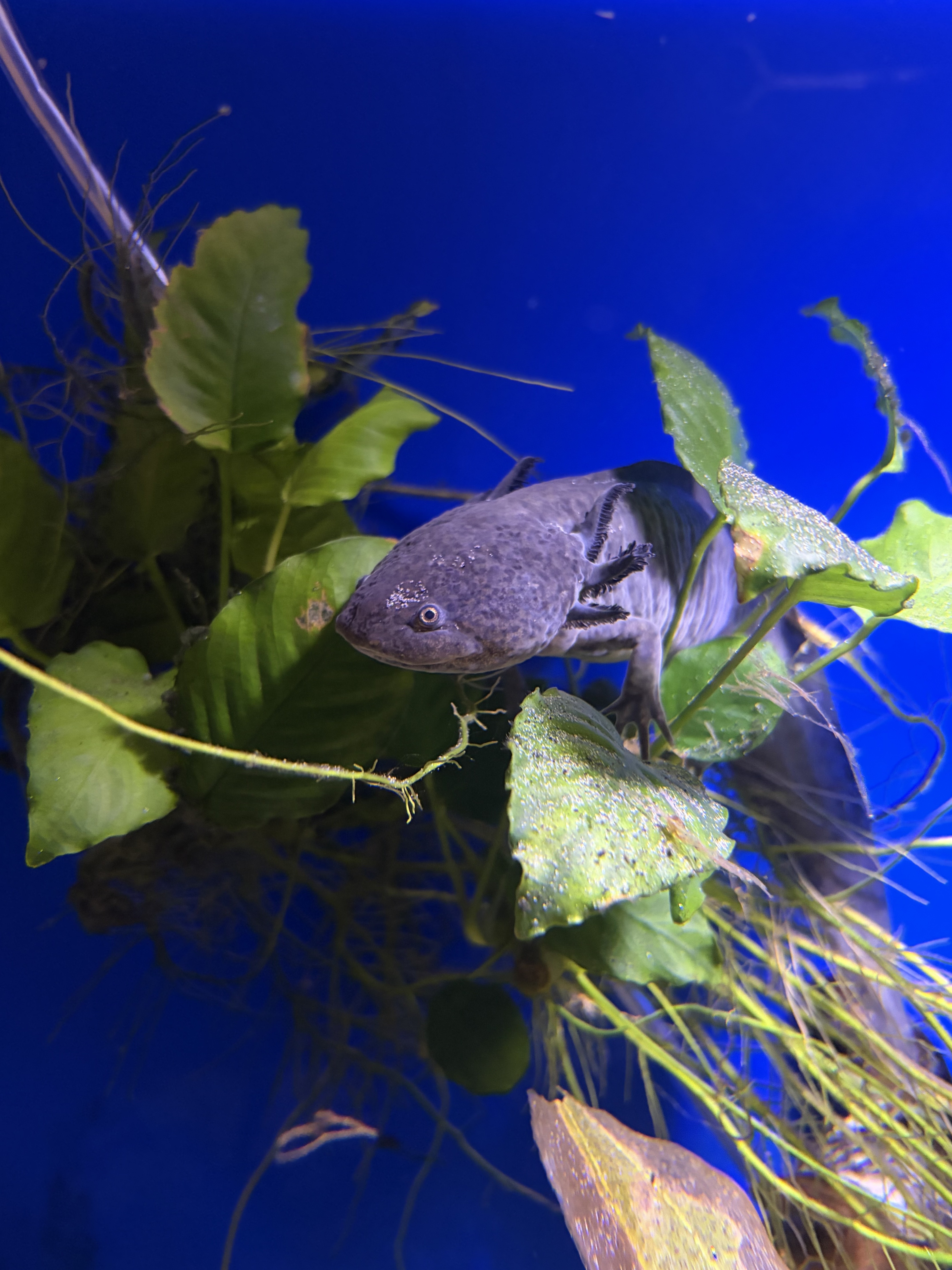 Close-up of a gray axolotl resting among aquarium plants