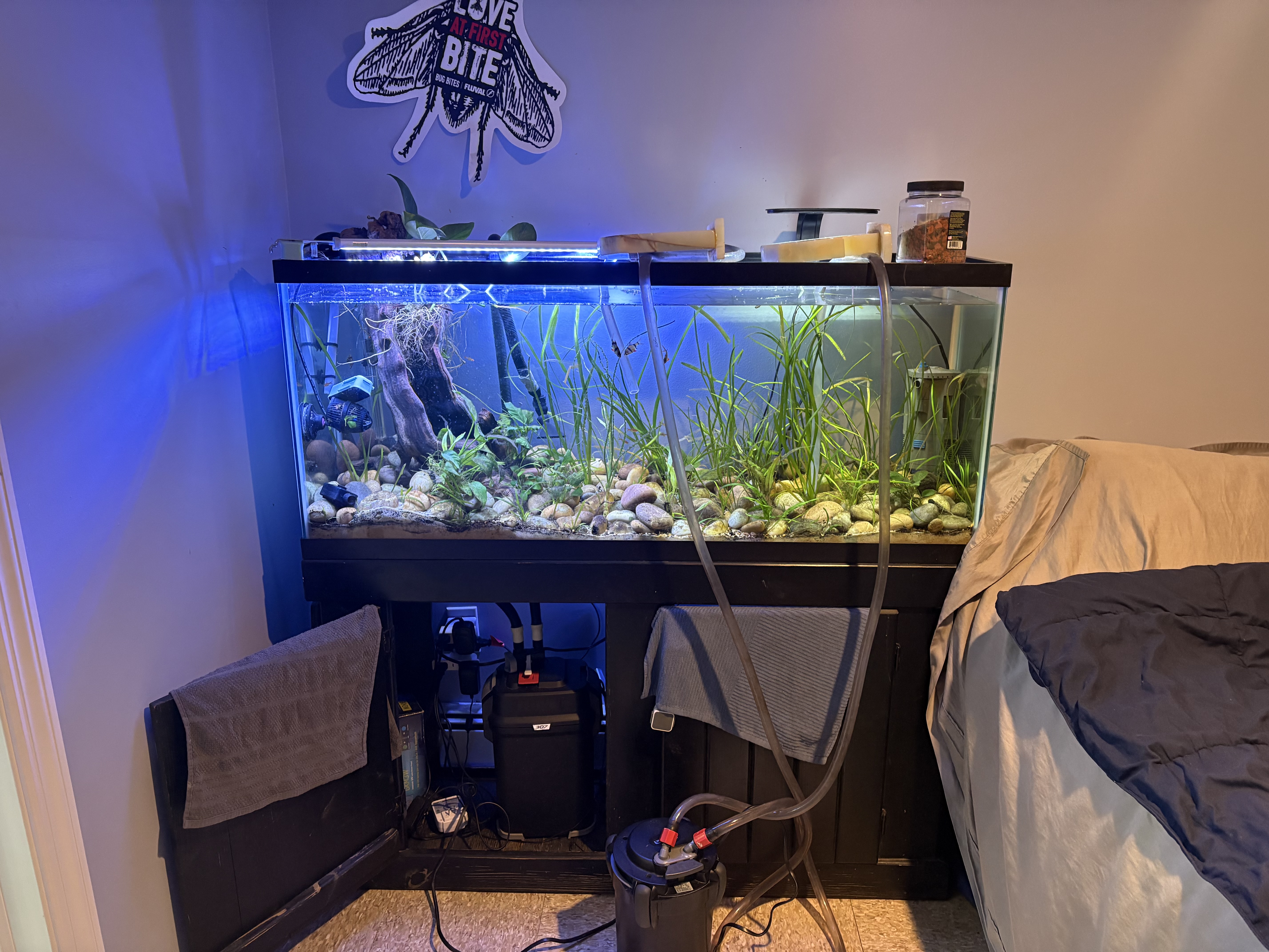 Planted freshwater aquarium with driftwood and tall grasses beside a bed