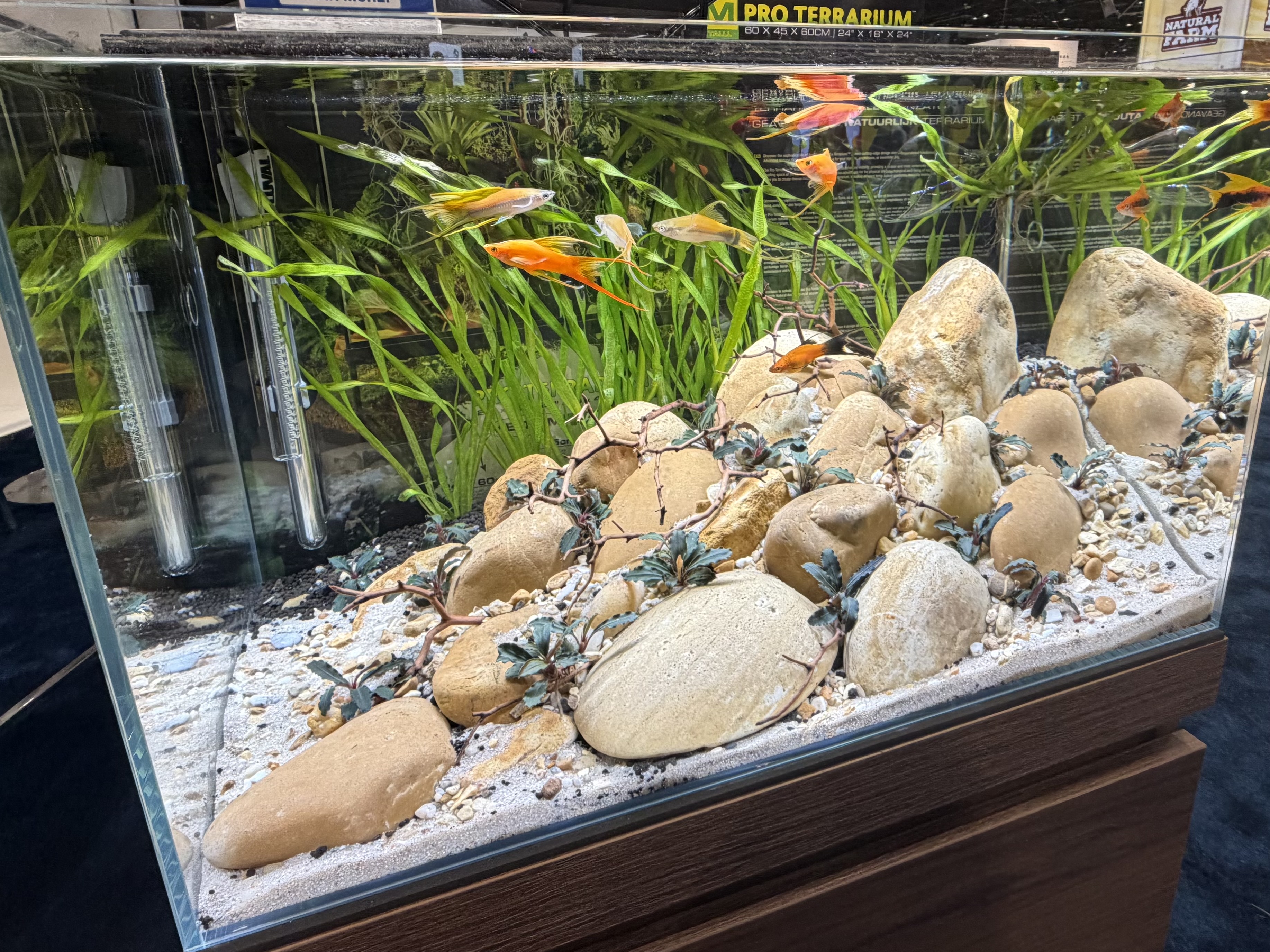Planted display aquarium with livebearer fish, installed at a local pet store