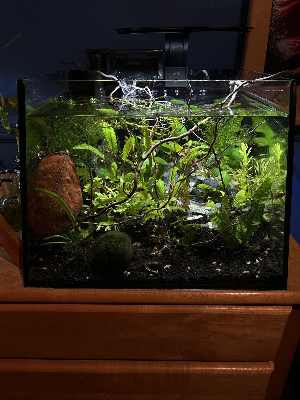 Planted nano tank with moss balls