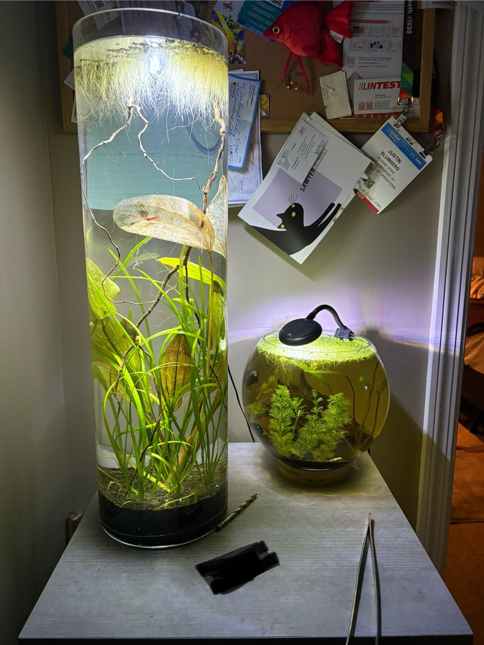 Desktop shrimp colony tank