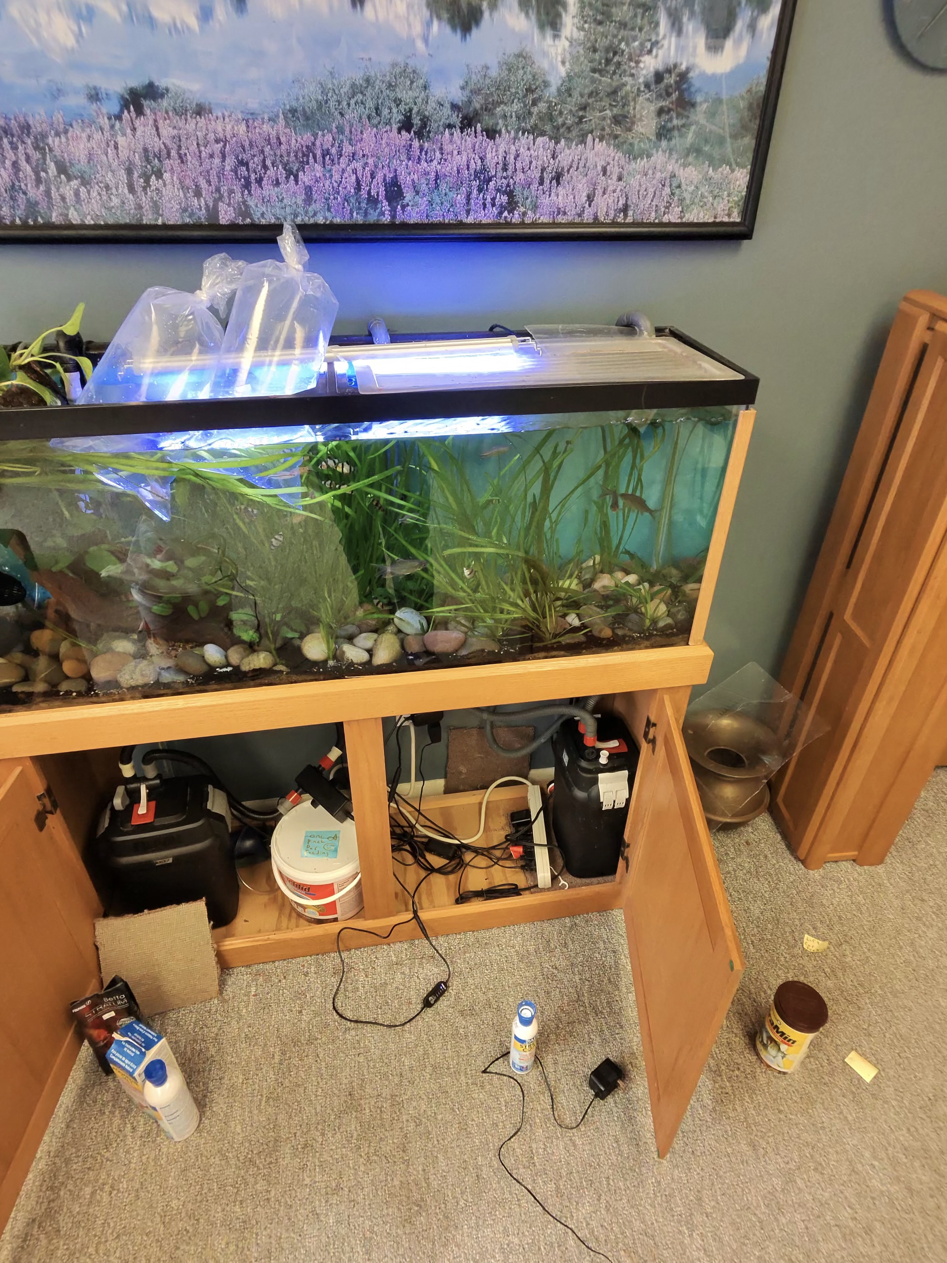 Freshwater community aquarium with live plants in a wooden stand